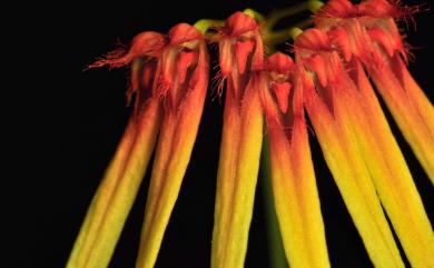 Bulbophyllum karenkoense T.P. Lin 花蓮捲瓣蘭