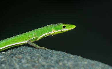 Takydromus sauteri Van Denburgh, 1909 梭德氏草蜥