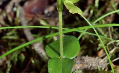 Neottia morrisonicola 玉山雙葉蘭