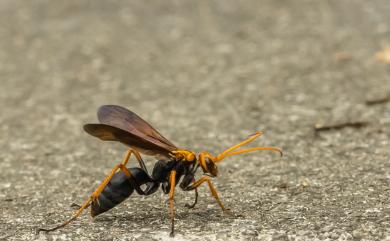 Pompilidae 蛛蜂科