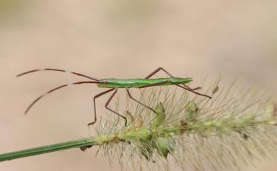 Leptocorisa acuta (Thunberg, 1783) 禾蛛緣椿象