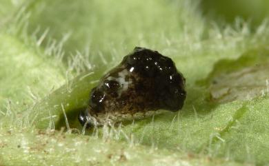 Lema cyanella (Linnaeus, 1758) 大深藍細頸金花蟲