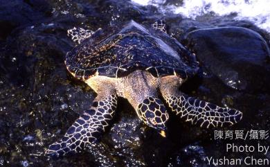 Eretmochelys 玳瑁屬