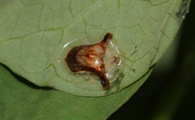 Aspidimorpha furcata (Thunberg, 1789) 金盾圓龜金花蟲