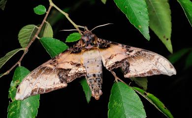 Amplypterus mansoni takamukui (Matsumura, 1930) 臀角斑天蛾