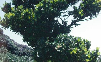 Planchonella obovata (R.Br.) Pierre 樹青