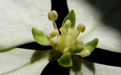 Hydrangea chinensis 華八仙