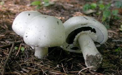 Agaricus arvensis 田野蘑菇