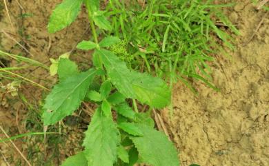 Blumea oblongifolia Kitam. 臺灣艾納香