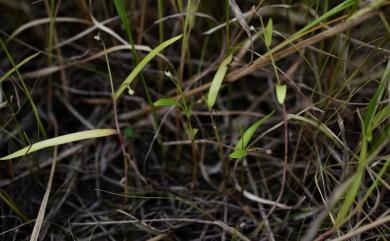 Murdannia spirata 矮水竹葉