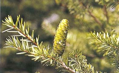 Keteleeria davidiana var. formosana Hayata 臺灣油杉
