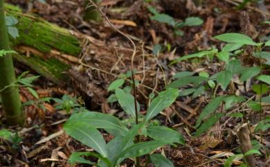Goodyera fumata Thwaites 尾唇斑葉蘭