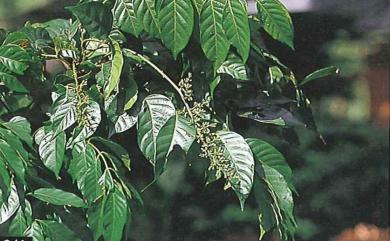 Dysoxylum cumingianum 蘭嶼椌木