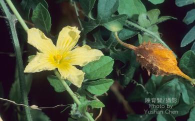 Momordica charantia var. abbreviata Ser. 短角苦瓜