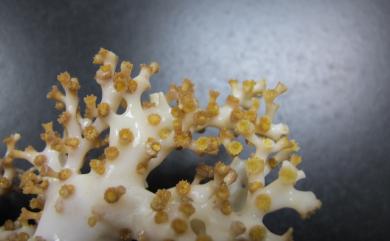 Madrepora minutiseptum Cairns & Zibrowius, 1997 小葉多目珊瑚
