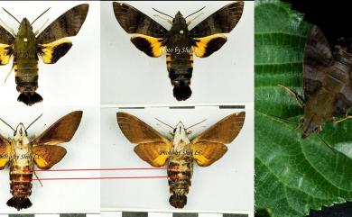 Macroglossum corythus corythus Walker, 1856 平帶長喙天蛾