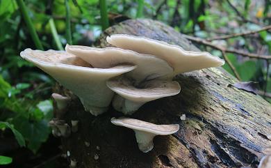 Polyporus 多孔菌屬