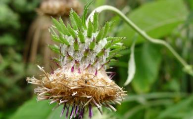 Saussurea deltoidea (DC.) Sch. Bip. 臺灣青木香