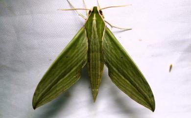 Cechetra subangustata (Rothschild, 1920) 泛綠背線天蛾
