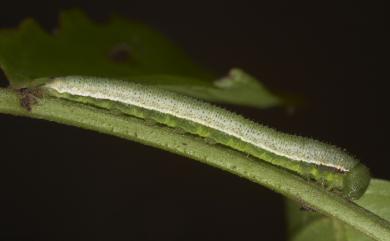 Eurema andersoni godana 淡色黃蝶