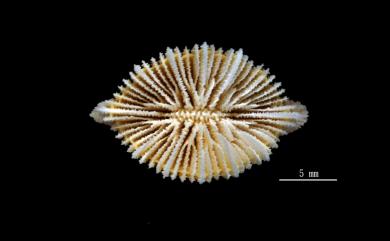 Tropidocyathus lessonii (Michelin, 1842) 雙脊彎杯珊瑚