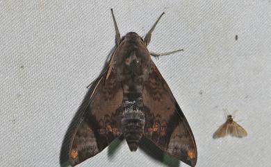 Dahira obliquifascia (Hampson, 1910) 斜帶天蛾