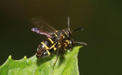 Stenodyneru chinensis (Saussure, 1863) 中華直盾蜾蠃