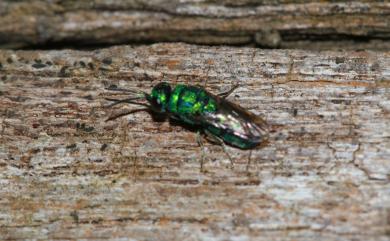 Chrysididae 青蜂科
