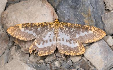 Parobeidia gigantearia marginifascia (Prout, 1914) 狹翅豹紋尺蛾