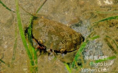 Atergatis floridus (Linnaeus, 1767) 花紋愛潔蟹