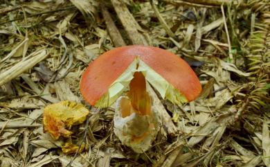 Amanita caesarea 橙蓋鵝膏