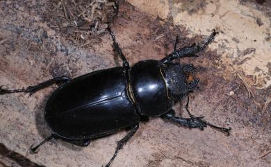 Lucanus maculifemoratus taiwanus Miwa, 1936 高砂深山鍬形蟲