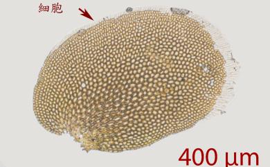 Cololejeunea latilobula (Herzog) Tixier 卵舌疣鱗蘚