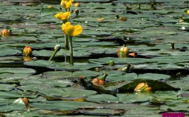 Nuphar pumila (Timm) DC. 臺灣萍蓬草