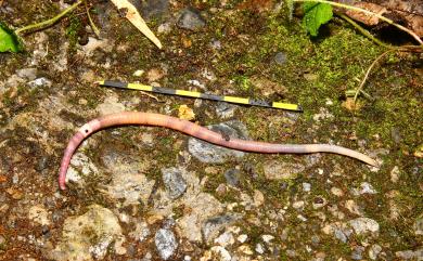 Amynthas catenus Sviridov, Shen & Tsai, 2001 鍊狀遠環蚓