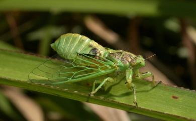 Mogannia hebes (Walker, 1858) 草蟬