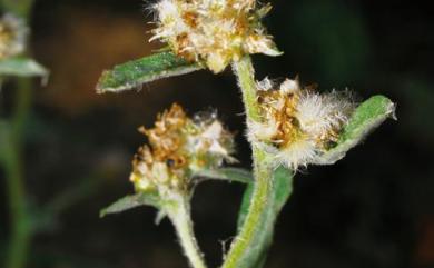 Gnaphalium polycaulon 多莖鼠麴舅