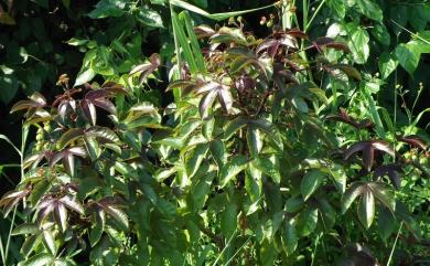 Jatropha gossypiifolia var. elegans (Pohl) Müll.Arg. 紅葉麻瘋樹