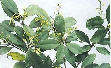 Beilschmiedia tsangii Merr. 華河瓊楠