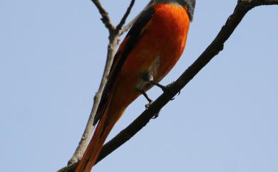 Pericrocotus solaris griseogularis (Gould, 1863) 灰喉山椒