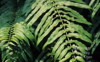 Nephrolepis biserrata 長葉腎蕨