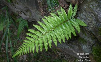 Polystichum parvipinnulum 尖葉耳蕨