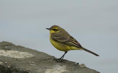 Motacilla tschutschensis tschutschensis (Gmelin, 1789) 東方黃鶺鴒(白眉亞種)