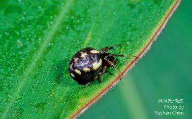 Araneus ejusmodi Bösenberg & Strand, 1906 黃斑鬼蛛