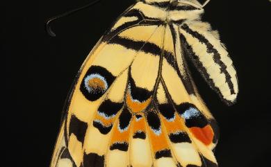 Papilio demoleus Linnaeus, 1758 花鳳蝶