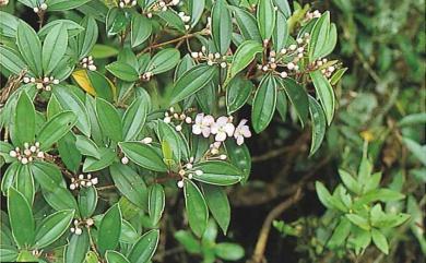 Medinilla taiwaniana 臺灣厚距花