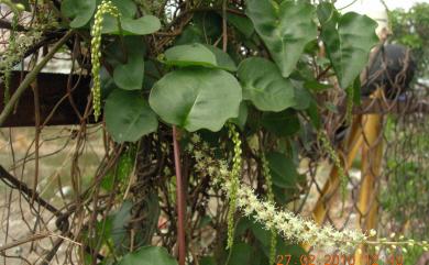 Anredera cordifolia (Ten.) Steenis 洋落葵