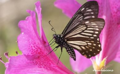 Papilio epycides melanoleucus Ney, 1911 黃星斑鳳蝶