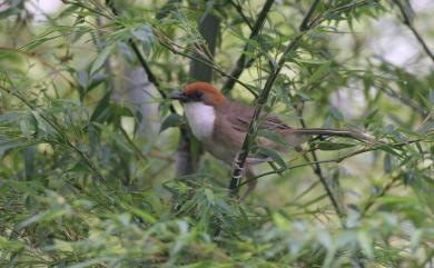 Pterorhinus ruficeps (Gould, 1863) 臺灣白喉噪眉