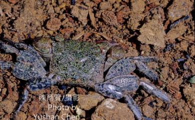 Parasesarma bidens (De Haan, 1835) 雙齒近相手蟹